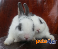Rabbit